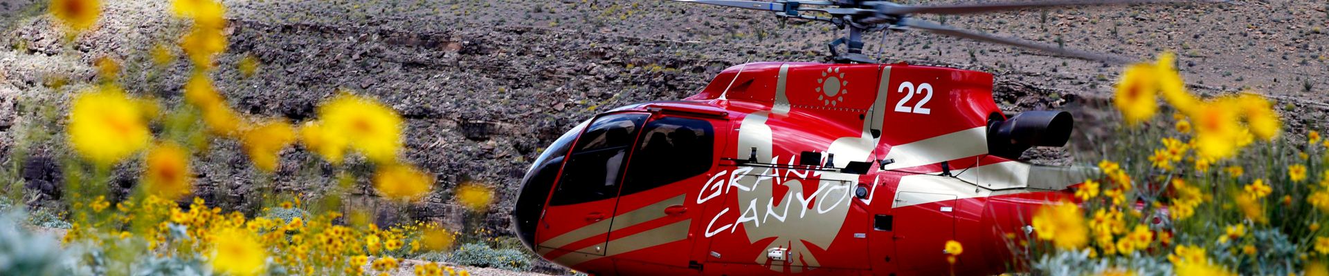 a las vegas helicopter tour landed at the grand canyon with summer flowers seen across the landscape