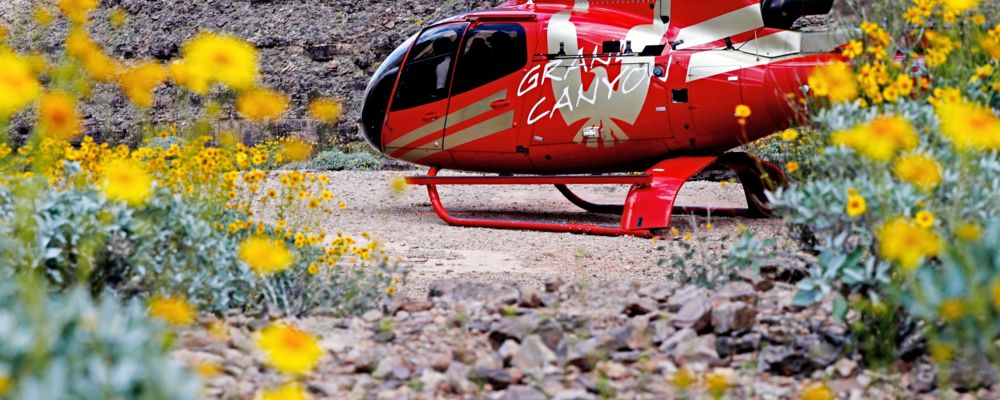 A red helicopter on the floor of the Grand Canyon surrounded by yellow flowers.