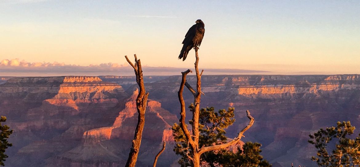 a large crow in a tree at the Grand Canyon National Park