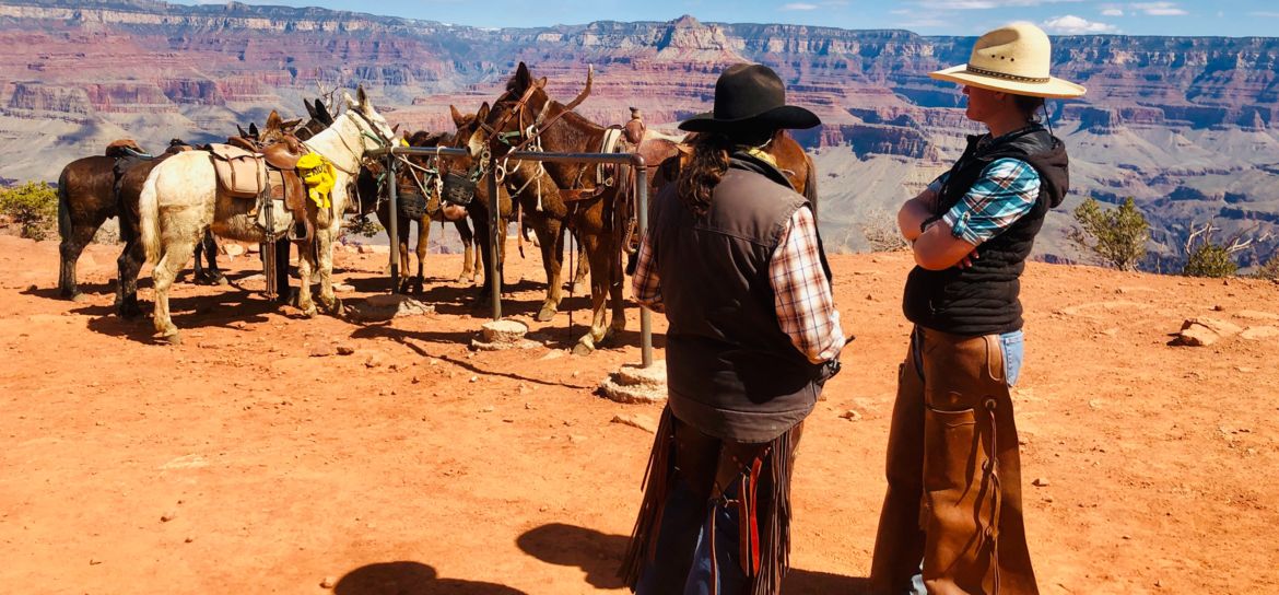 several guides for Grand Canyon mule tours stand talking at the canyon's edge surrounded by mules