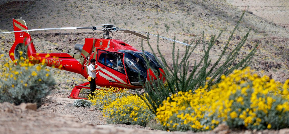 A Grand Canyon helicopter tour landed on the bottom of the West Rim with desert foliage in the foreground