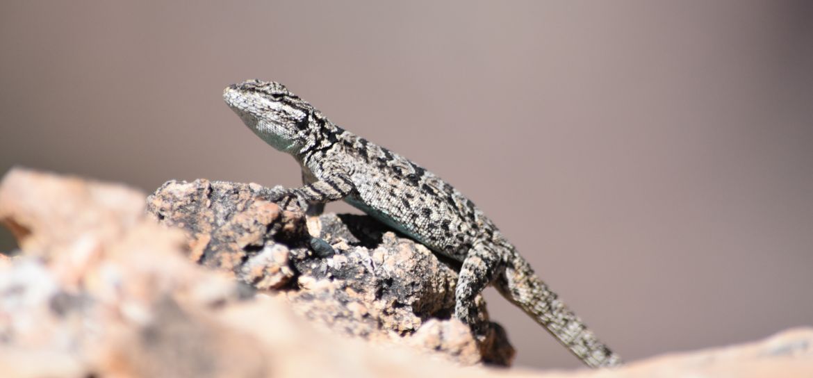 a lizard resting on a rock, a very common element of Grand Canyon wildlife