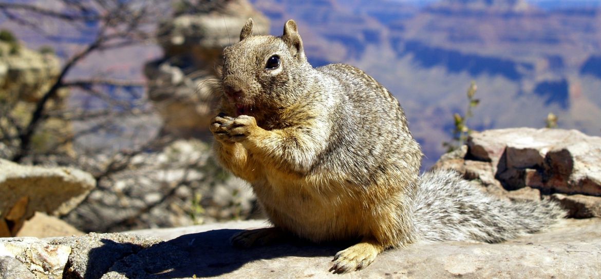 a squirrel standing on Grand Canyon rim, one of the most popular animals in the Grand Canyon
