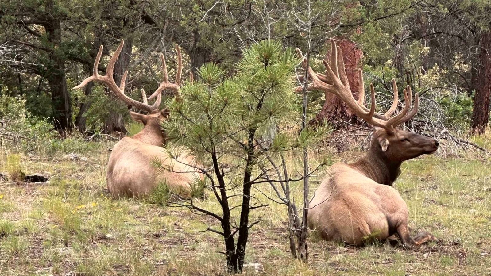 two elk resting in the Kaibab Forest at the Grand Canyon National Park