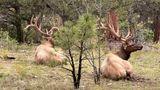 two elk resting in the Kaibab Forest at the Grand Canyon National Park