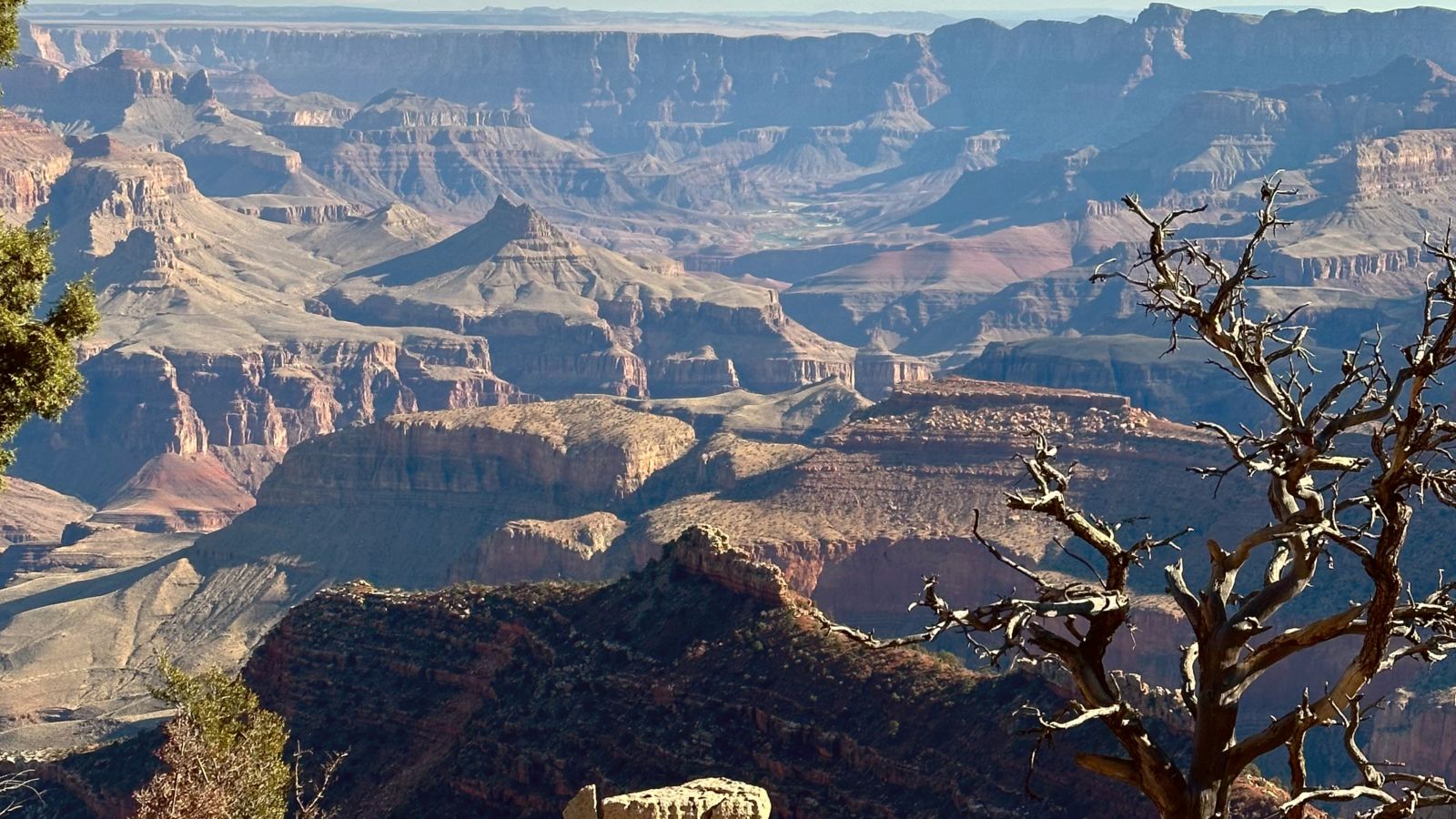 a tree stands in the foreground of a beautiful Grand Canyon viewpoint