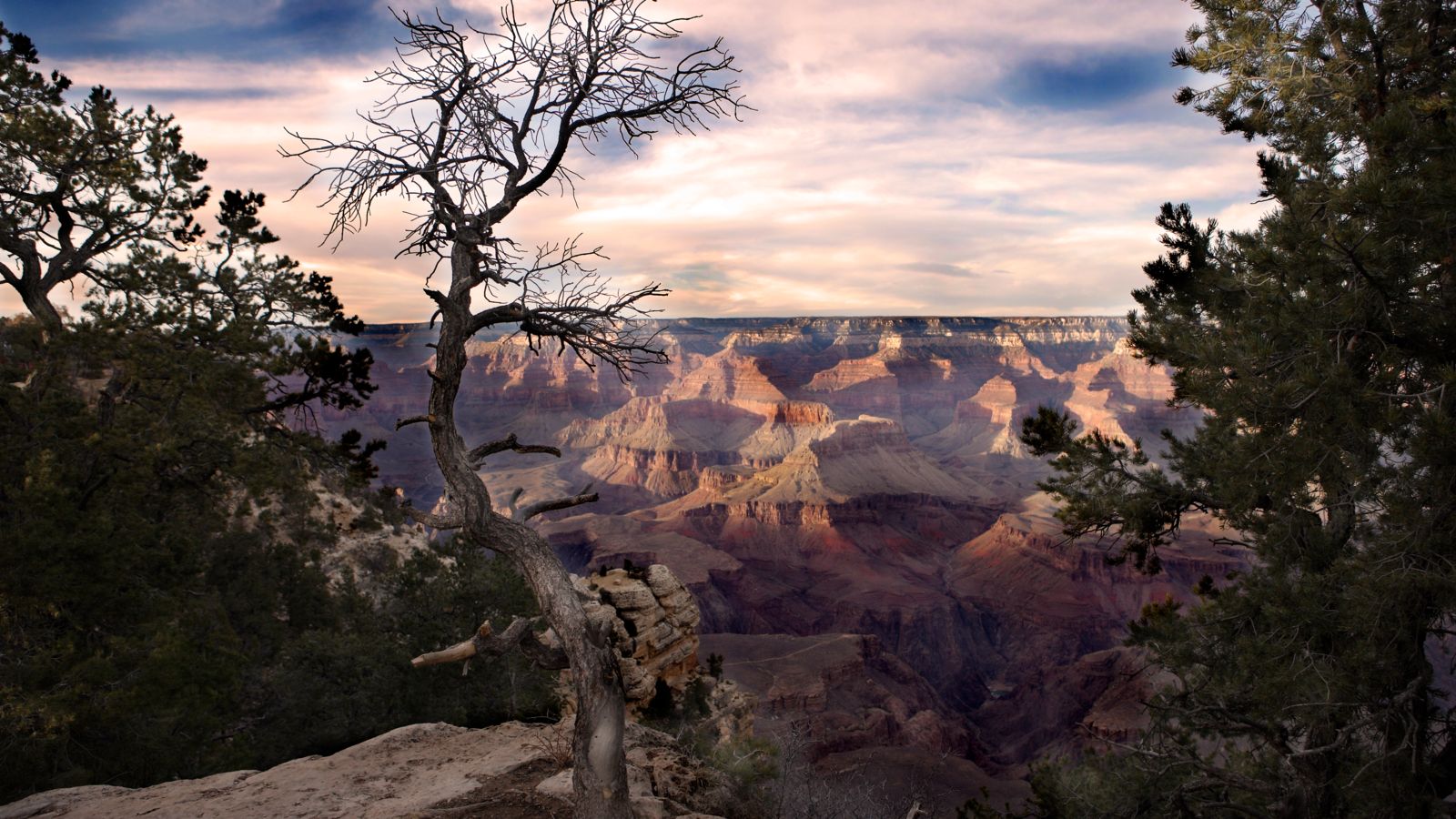 A shadowy region of the Grand Canyon National Park, with a bare tree in the foreground