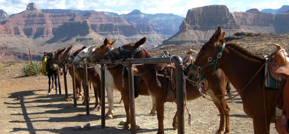 mules at grand canyon ready for riders at the south rim of grand canyon