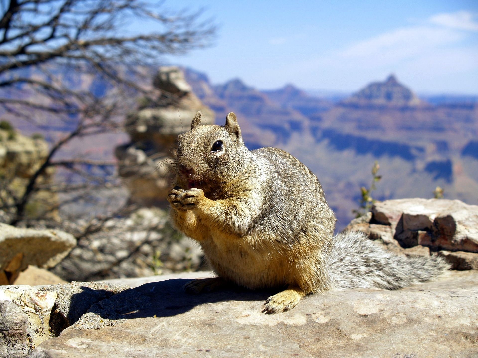 A wild squirrel forages for food at the Grand Canyon National Park